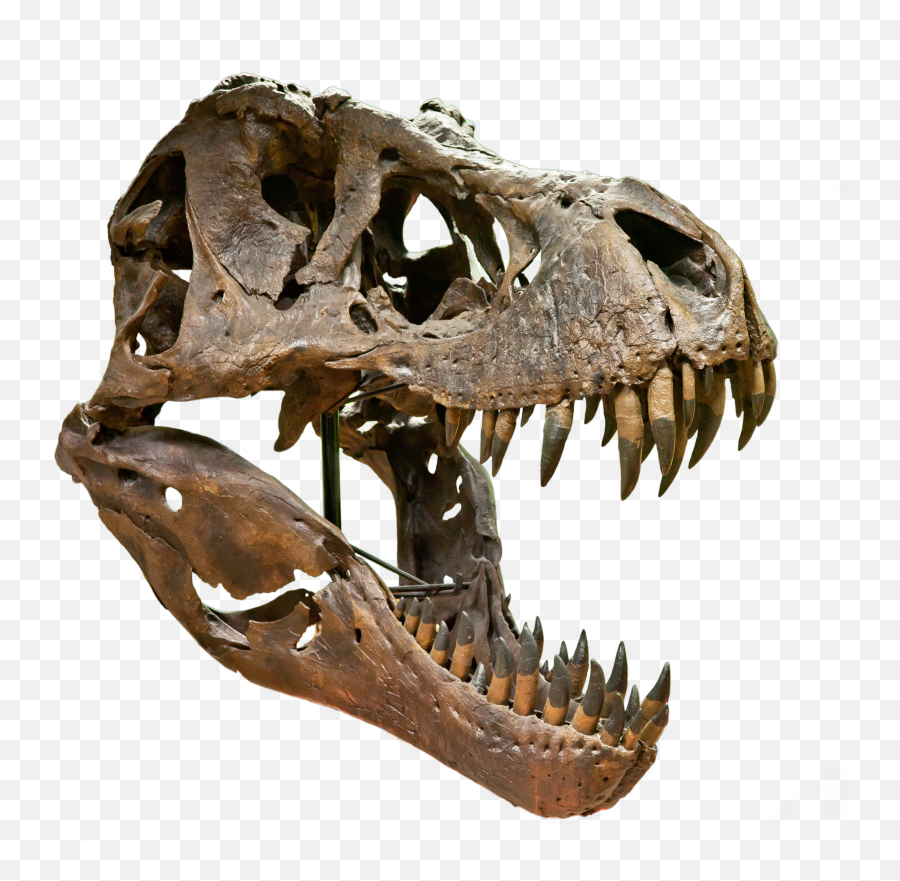 T Rex Skeleton Png - T Rex Skull,Tyrannosaurus Png - free transparent png  images 