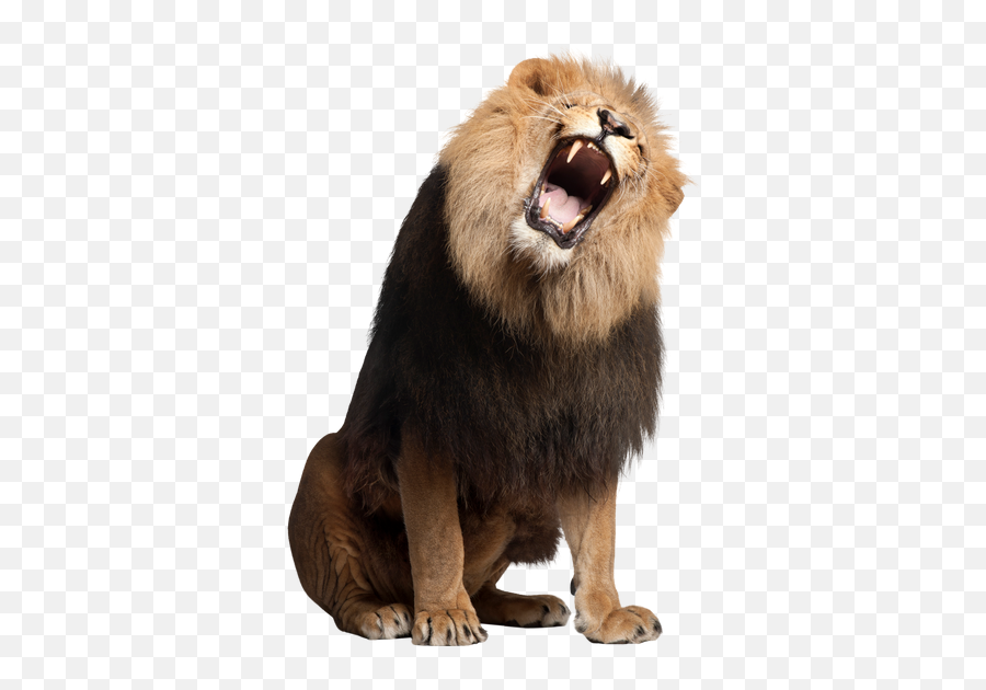 Roar Png Images - German Safari,Lion Roar Png