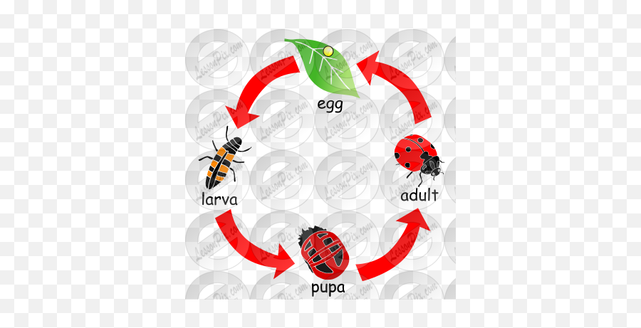 Ladybug Life Cycle Stencil For Classroom Therapy Use - Honey Bee Png,Transparent Ladybug
