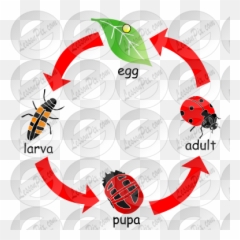 Ladybug Life Cycle Stencil For Classroom Therapy Use - Honey Bee Png,Transparent Ladybug