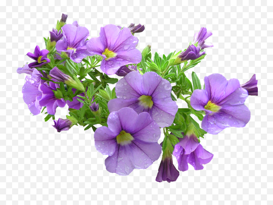 Purple Flowers Download Transparent Png - Purple And Green Flowers Png,Lilac Png