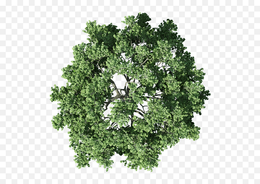 Tree Plan Shrub Free Transparent Image - Transparent Tree Top Png,Shrub Transparent Background