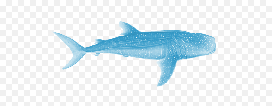 Whale Shark Scientific Illustration - Whale Shark White Background Png,Whale Shark Png