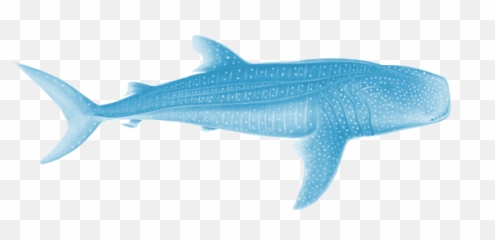 Whale Shark Scientific Illustration - Whale Shark White Background Png,Whale Shark Png