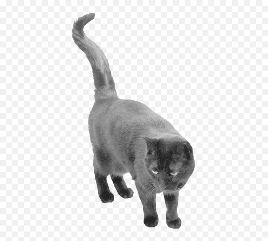 Download Black Cat Png - Black Cat Png,Cat With Transparent Background