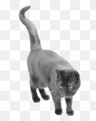 Download Black Cat Png