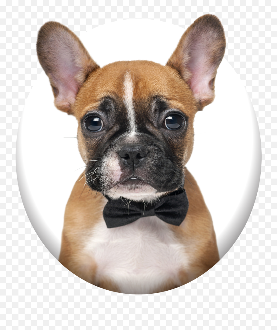 Barking Bubbles Mobile Pet Spa Professional Styling - French Bulldog Bow Tie Png,Dog Face Icon