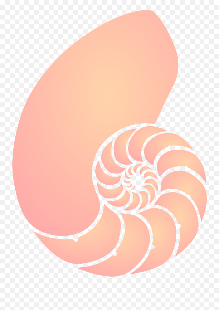 Shell Sea Orange - Free Vector Graphic On Pixabay Clipart Transparent Background Seashells Png,Sea Shell Png