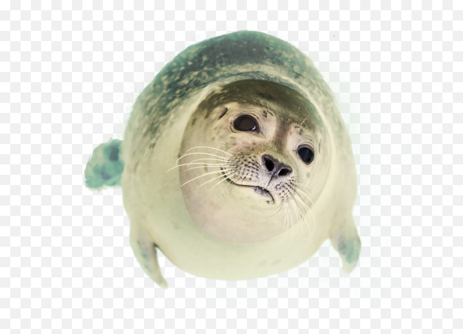 Seal Swimming Png Image - Purepng Free Transparent Cc0 Png Seal Swimming Png,Swimming Png