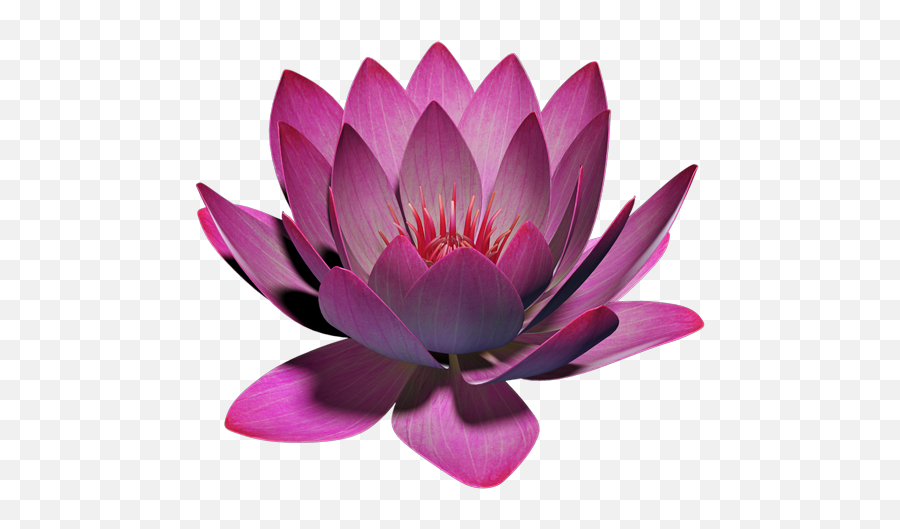 App Insights Lotus Flower 3d Apptopia - Sacred Lotus Png,Lotus Png
