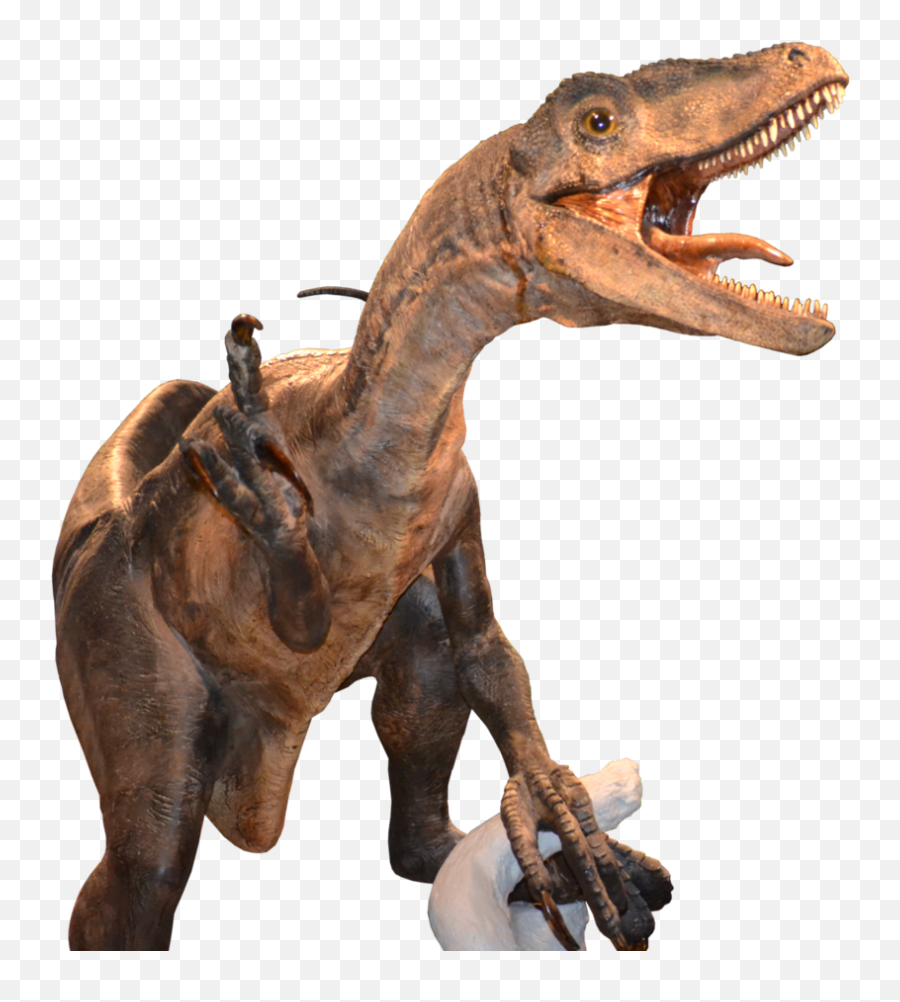 Download Raptor Png Vector - Velociraptor Png Image Raptor Png Transparent,Velociraptor Png