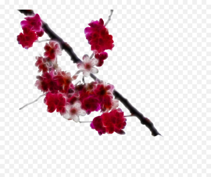 Cherry Flower Png 1 Image - Cherry Blossoms Transparent Real,Cherry Blossom Png