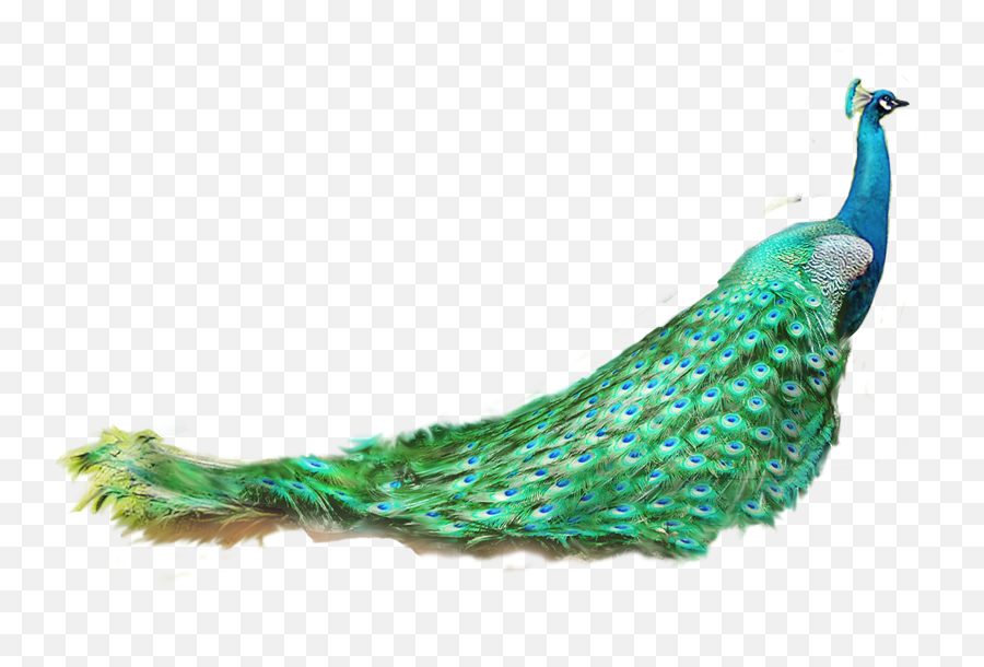 Asiatic Peafowl Feather - Peacock Png,Peacock Png