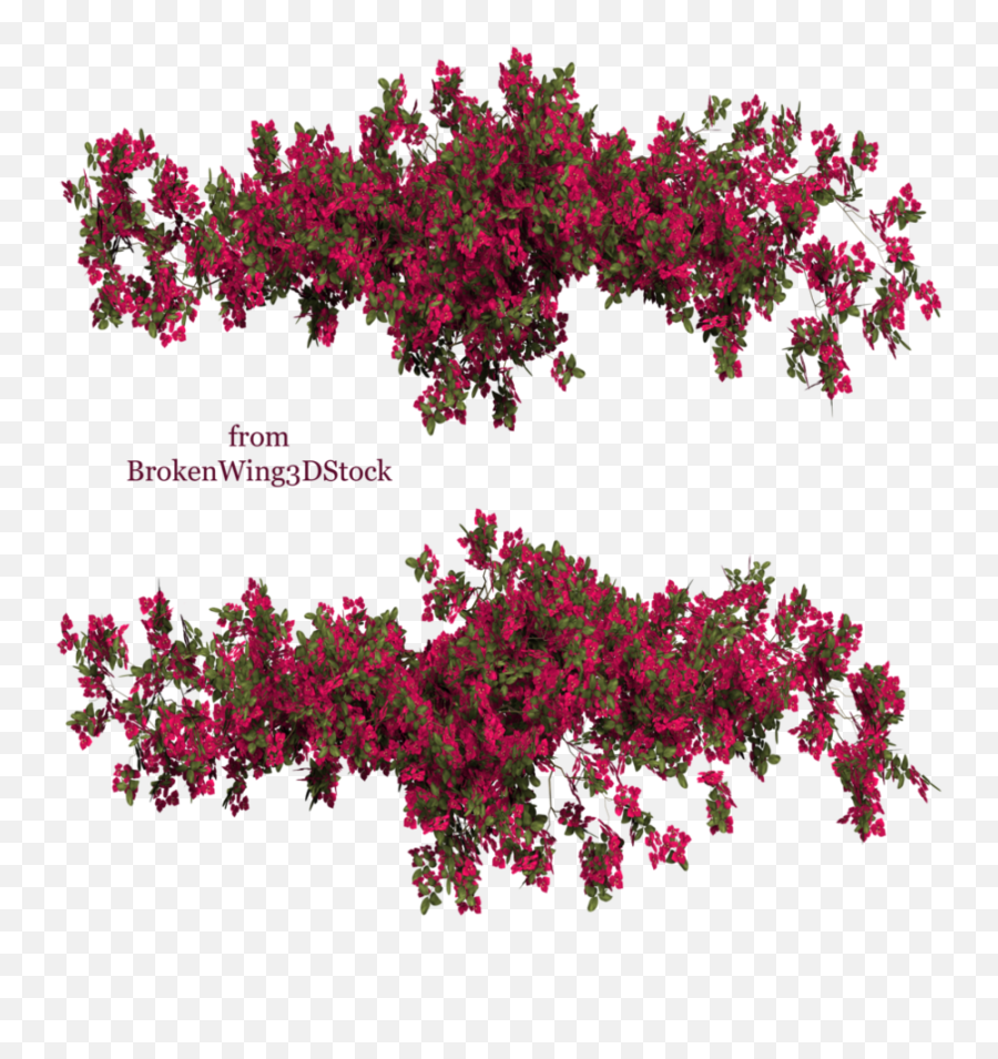 Bougainvillea Png Image - Bougainvillea Png,Bougainvillea Png