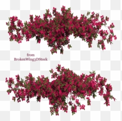 Bougainvillea Png Image - Bougainvillea Png,Bougainvillea Png