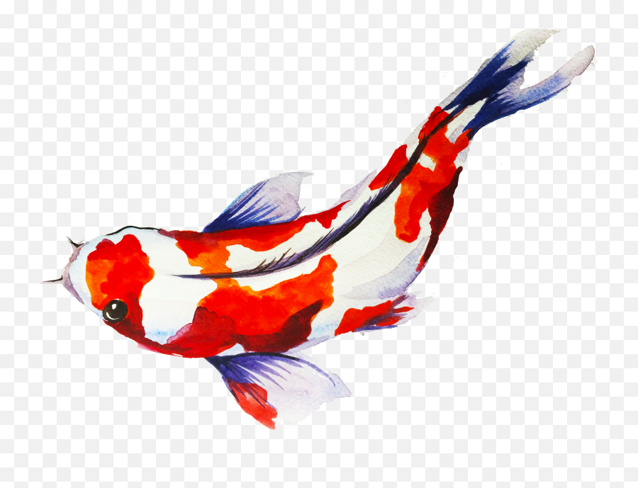 Red Koi Fish - Koi Fish Transparent Background Png,Koi Png