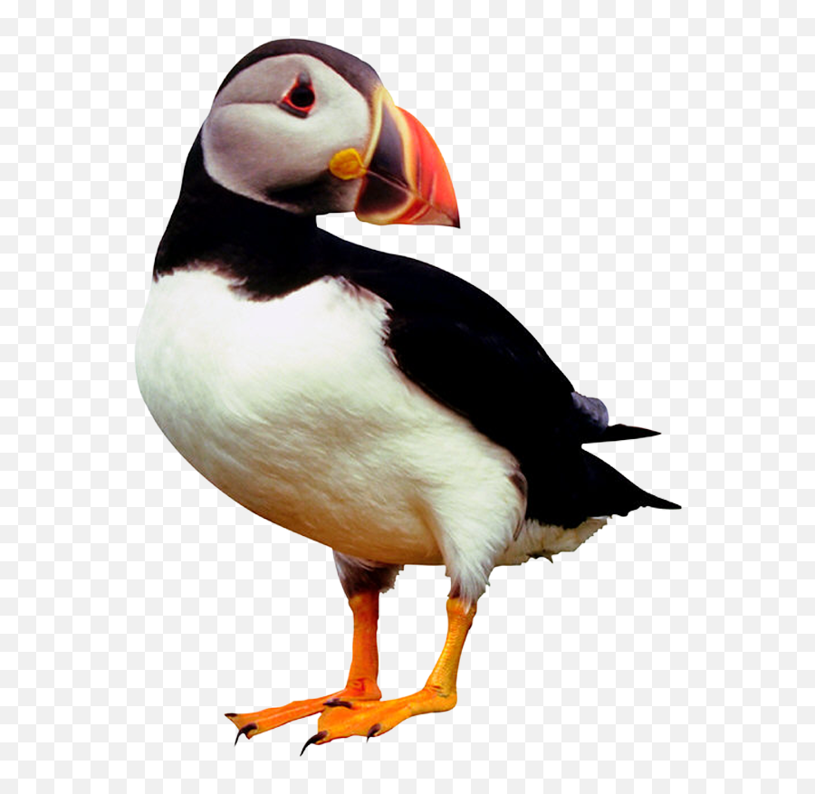 Pajaros Png - 1223 Photoobject Atlantic Puffin 1335577 Puffin Jpg,Puffin Png