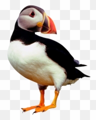 Pajaros Png - 1223 Photoobject Atlantic Puffin 1335577 Puffin Jpg,Puffin Png