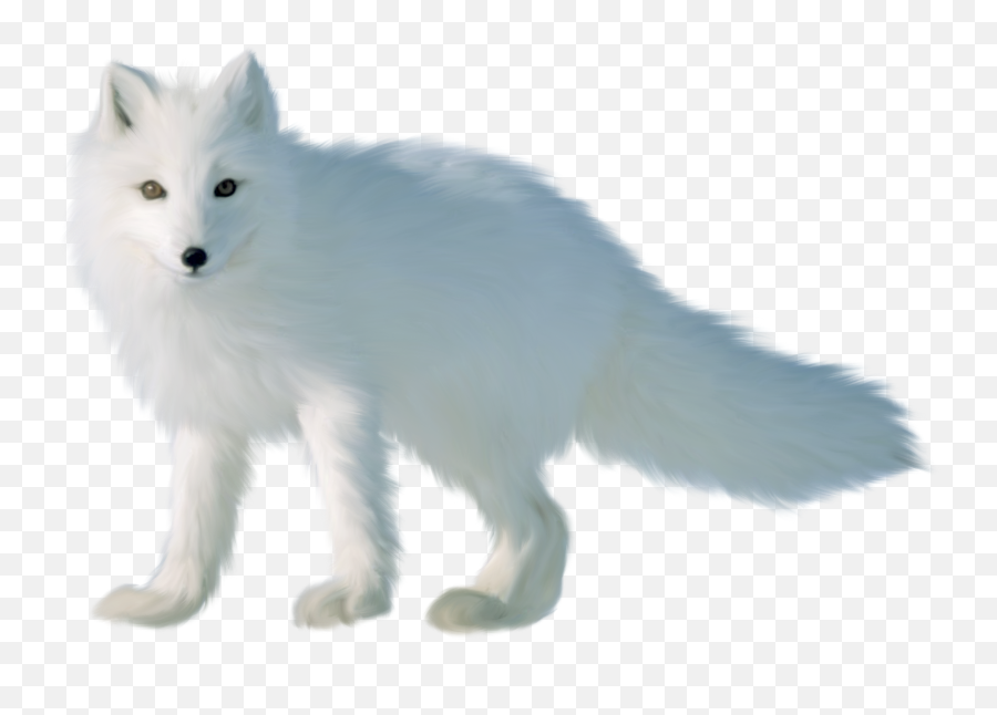Arctic Fox Transparent U0026 Free Transparentpng - Arctic Fox Png,Fox Clipart Png