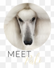 Poodles U2014 The Poodle Blog - Standard Poodle Png,Poodle Png