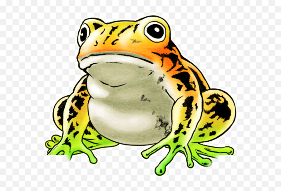 Download Unit Frog Big White - Frog Full Size Png Image Frogs,Frog Png