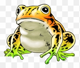 Download Unit Frog Big White - Full Size PNG Image Frogs