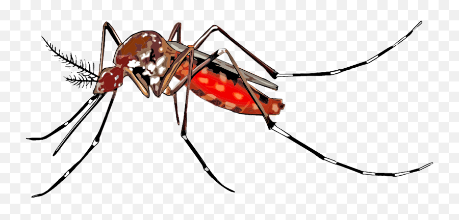 Yellow Fever Mosquito Insect Clip Art - Mosquito Illustration Png,Mosquito Png