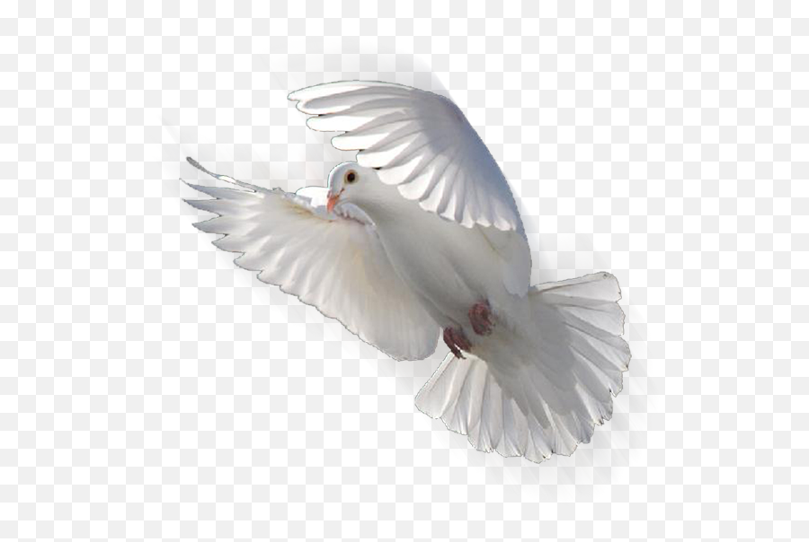 Download White Dove Hd Png - Transparente Paloma Blanca Png,White Doves Png