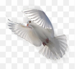 Download White Dove Hd Png - Transparente Paloma Blanca Png,White Doves Png