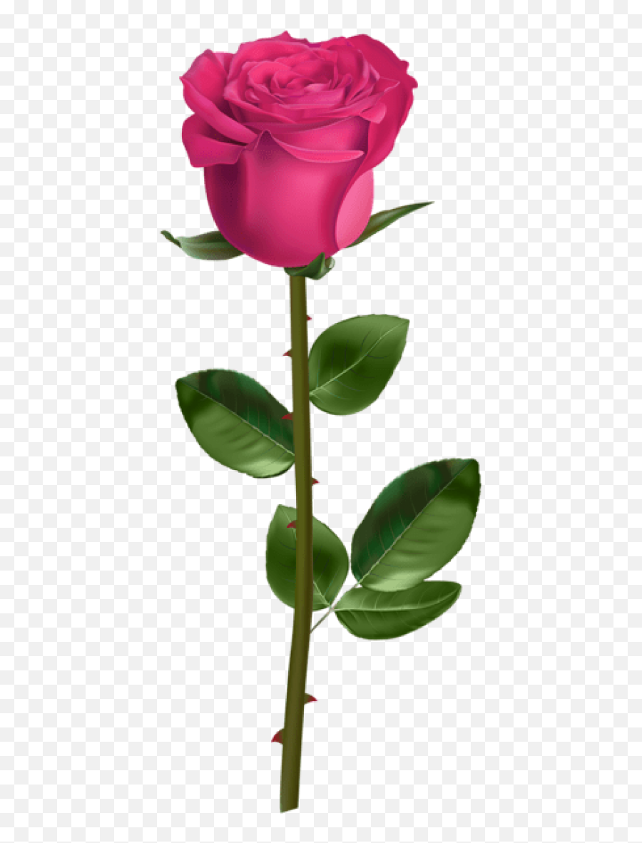 Free Png Download Rose With Stem Pink - Transparent Background Red Rose With Stem,Pink Rose Transparent Background