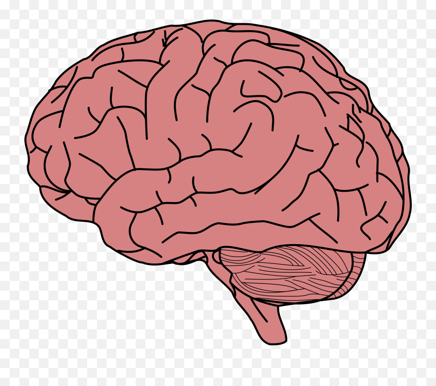 Human Brain Memory Clip Art - Clipart Transparent Background Brain Png,Cartoon Brain Png