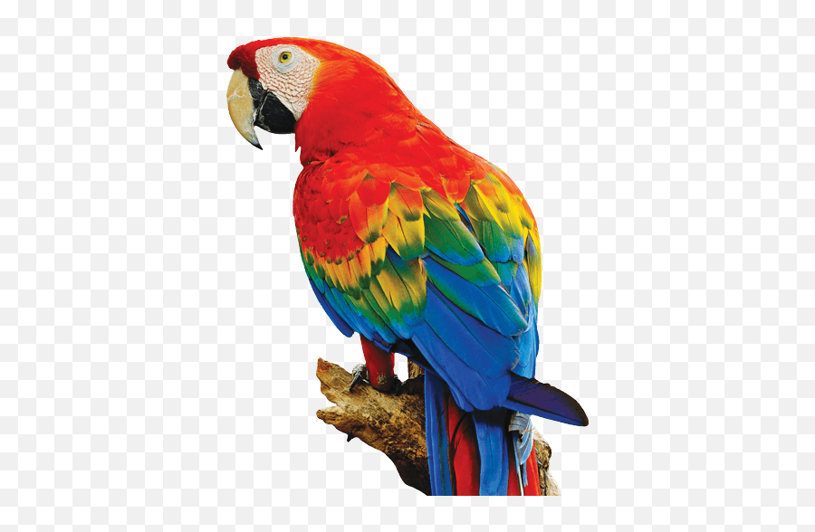 Macaw Character - Scarlet Macaw Macaw Cartoon Png,Macaw Png