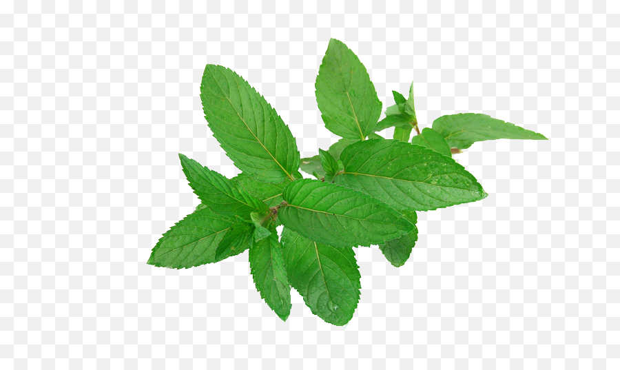 Download Mint Png Free - Mint Leaves,Mint Leaves Png