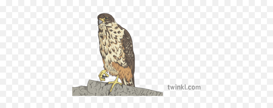 Australian Hawk Illustration - Twinkl Hawk Png,Hawk Png