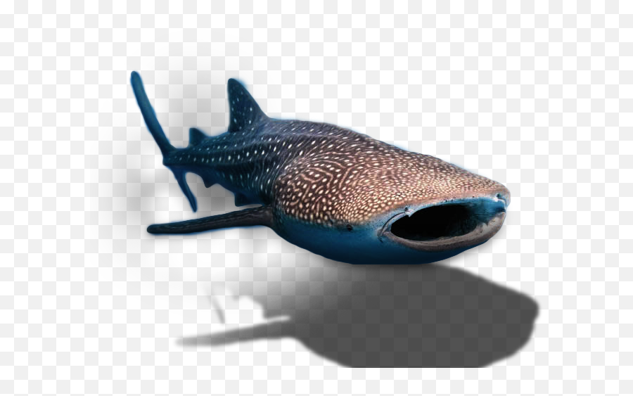 Whale - Whale Shark Transparent Background Png,Whale Shark Png