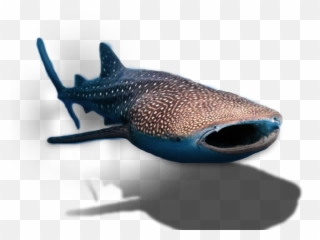 Whale - Shark Transparent Background png