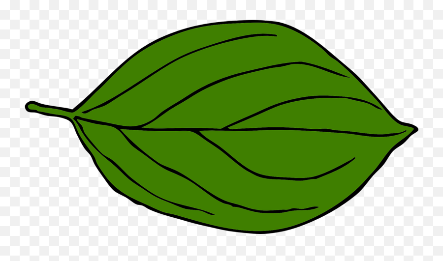 Leaf Oval Nerves - Blatt Laubbaum Grün Oval Png,Veins Png
