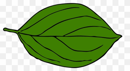 Leaf Oval Nerves - Blatt Laubbaum Grün Oval Png,Veins Png