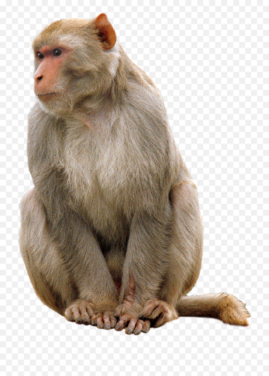 Download Monkey Animal Png Transparent Images 30 - Monkey Png,Transparent Backgrounds Png