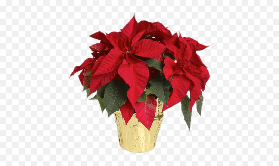Poinsettias In Yellow Wrapped Pot - Christmas Flower Png,Poinsettia Transparent Background
