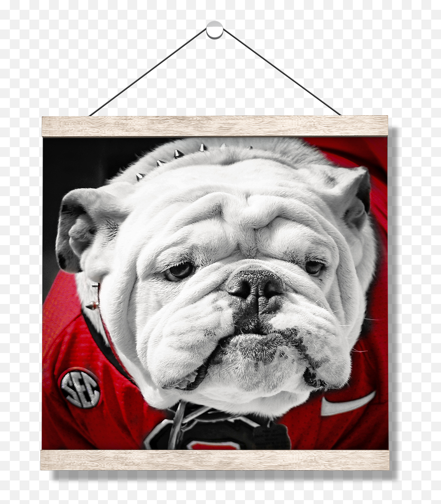 Georgia Bulldogs - Uga Close Up University Of Tennessee Png,British Icon Bulldogs