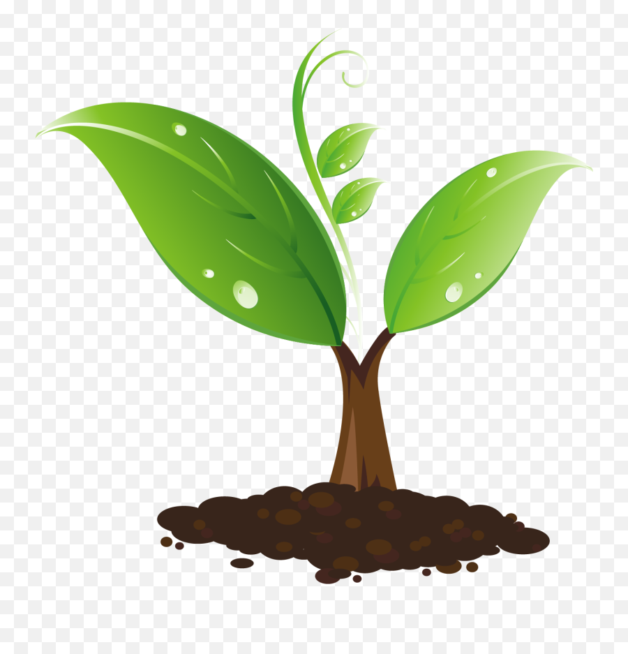 Sapling Clipart - Sapling Clipart Png,Sapling Icon