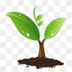 Sapling Clipart - png
