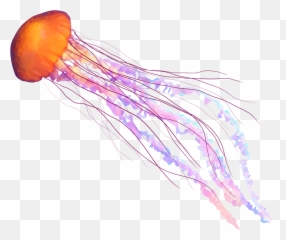 Transparent Jellyfish Png 2 Image - Real Background