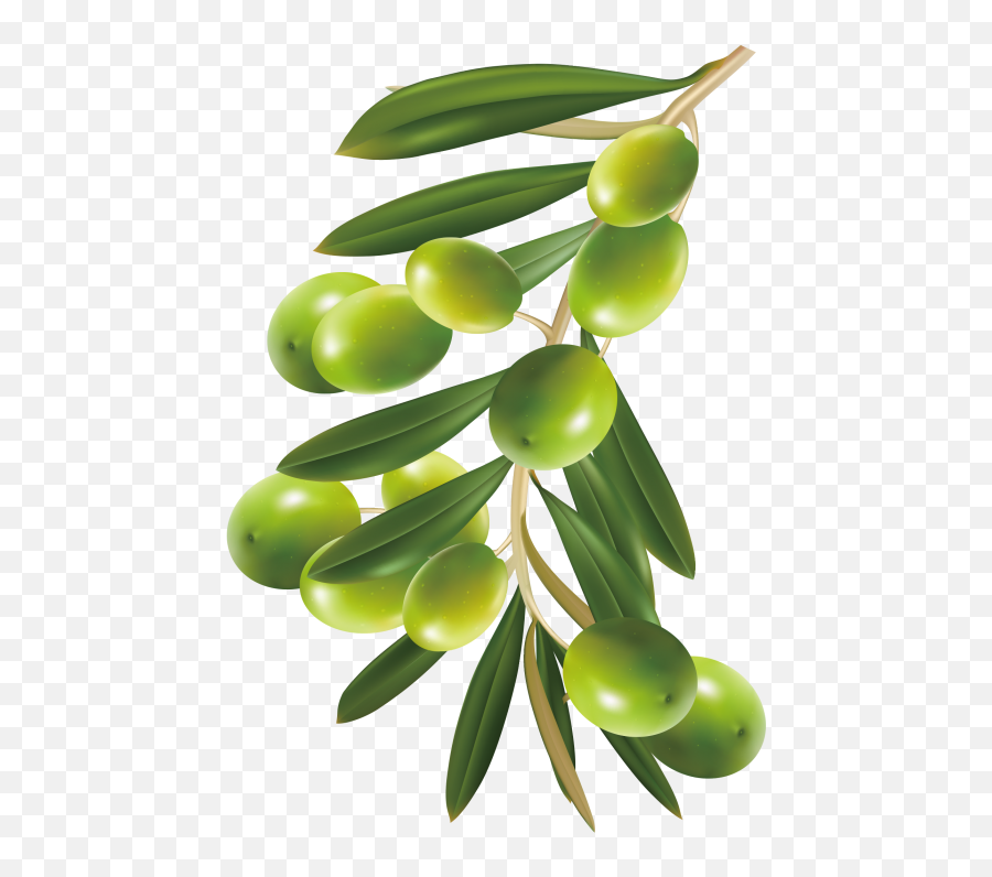 Hd Herbal Png Image Free Download - Olive,Herbs Png