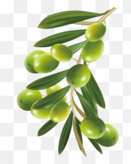 Hd Herbal Png Image Free Download - Olive,Herbs Png