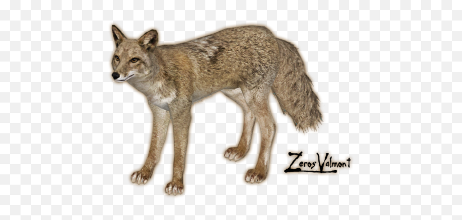 Jackal Png - Png 6298 Free Png Images Starpng Zoo Tycoon 2 Coyote,Jackal Icon