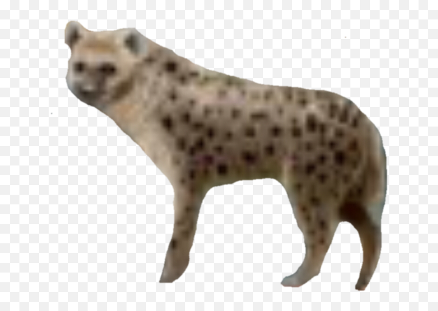 Download Nick - Spotted Hyena Png Image With No Background Spotted Hyena,Hyena Png