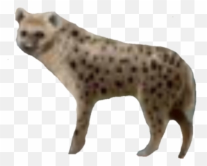 Download Nick - Spotted Hyena Png Image With No Background Spotted Hyena,Hyena Png
