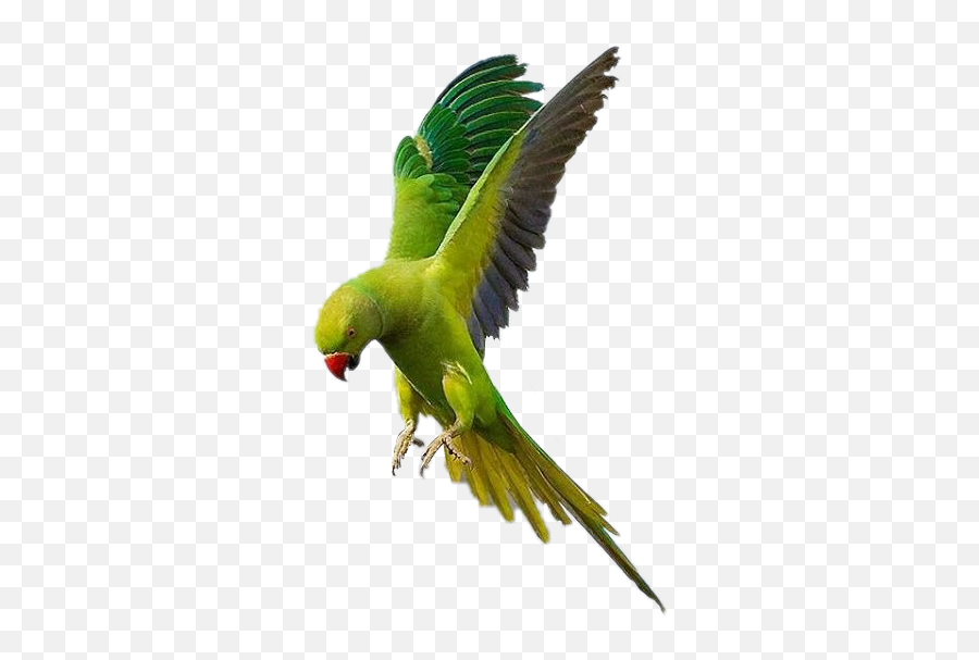 Parrot Flying Bird Fly Sky Accessories Feather Birdsfre - Boreal Rose Ringed Parakeet Png,Parrot Png